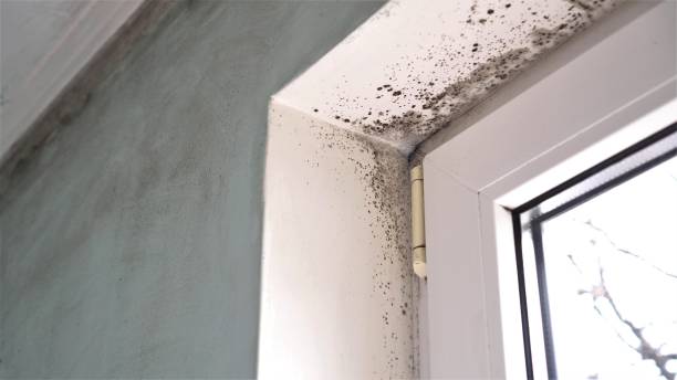 Professional Mold Removal in Jonesville, VA